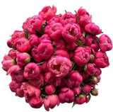 Coral Peonies Bouquet - Flowers Box London