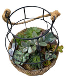 Creative Pot of Assorted Succulent - Flowers Box London