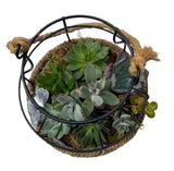 Creative Pot of Assorted Succulent - Flowers Box London