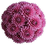 Cute Pink Dahlia Bouquet - Flowers Box London