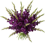 Deep Purple Gladioli Bouquet - Flowers Box London