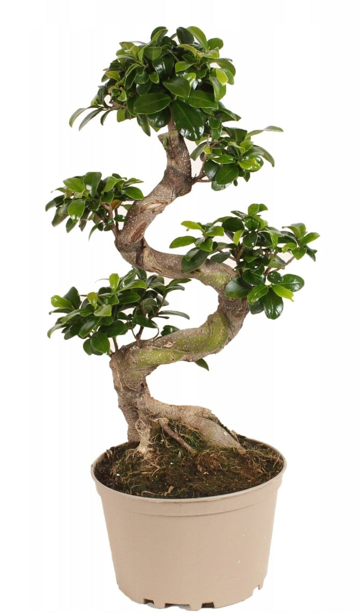 Ficus Ginseng Microcarpa 65cm