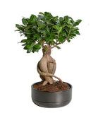 Ficus Microcarpa H:35cm - Flowers Box London