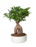 Ficus Microcarpa H:35cm - Flowers Box London