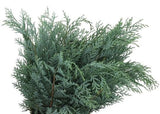 Fresh Conifer Blue (Chamaecypraris Blue): Stunning Greenery for Seasonal Decorations - Flowers Box London