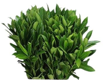 Premium Photo | Dried Whole Bay Leaves On Cutting Board Laurus Nobilis - View #7