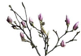 Fresh Magnolia Grandiflora Flowering Branches - Stunning Floral Touch - Flowers Box London
