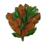Fresh Magnolia Leaf: Perfect for Seasonal Decor and Crafting - Flowers Box London