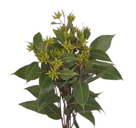 Fresh Robusta Berries:  Lush Greenery for Elegant Floral Creations