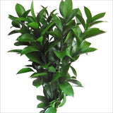 Hard Ruscus - High - Quality Greenery for Floral Arrangements and Styling - Flowers Box London