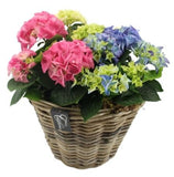Hydrangea Basket Arrangement - Flowers Box London