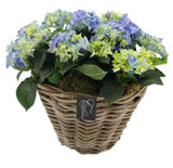 Hydrangea Basket Arrangement - Flowers Box London