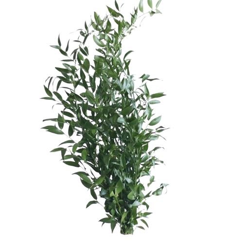 Tipi di riempitivi verdi per composizioni floreali 🌱 Consigli