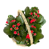 Kalanchoe Plants in Round Basket with Handle - Flowers Box London