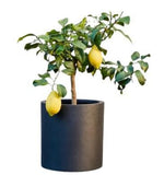 Lemon Tree Citrus Plant - Flowers Box London