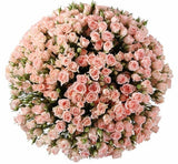 Light Pink Spray Roses Bouquet - Flowers Box London
