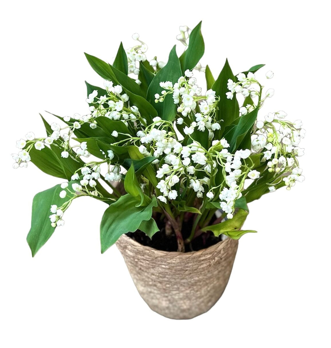 Lily of Valley with Roots in a Basket