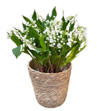 Lily of Valley with Roots in a Basket - Flowers Box London