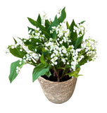 Lily of Valley with Roots in a Basket - Flowers Box London