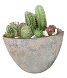 Luxury Cacti Arrangement in Ceramic Oval Pot - Flowers Box London