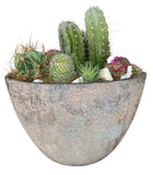 Luxury Cacti Arrangement in Ceramic Oval Pot - Flowers Box London