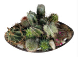Luxury Cacti Arrangement in Ceramic Oval Pot - Flowers Box London