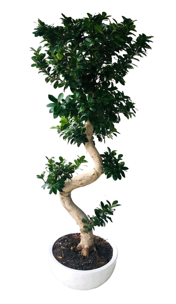 Luxury Ficus Ginseng  (Bonsai) 150cm