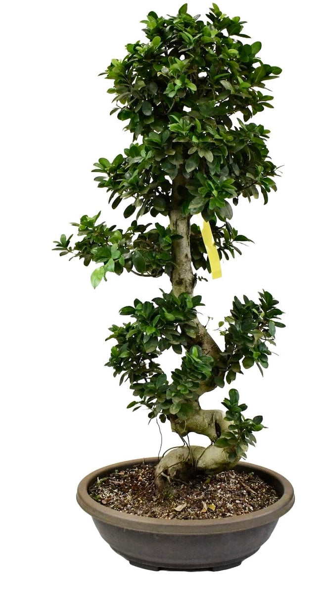 Luxury Ficus Ginseng (Bonsai) 150cm – Sophisticated Indoor Plant