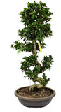 Luxury Ficus Ginseng (Bonsai) 150cm - Flowers Box London