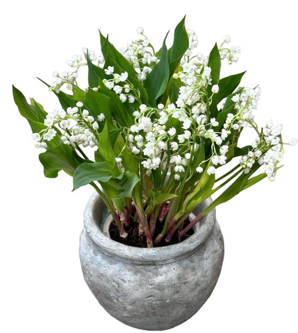 Luxury Lily of Valley with Roots Plant