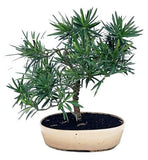 Luxury Podocarpus Bonsai Tree - Flowers Box London