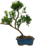 Luxury Podocarpus Bonsai Tree - Flowers Box London