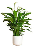 Luxury Spathiphyllum in Ceramic Round Pot - Flowers Box London