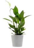 Luxury Spathiphyllum in Ceramic Round Pot - Flowers Box London