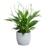Luxury Spathiphyllum in Ceramic Round Pot - Flowers Box London