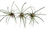 Mini Pink Tillandsia Trio Arrangement - Flowers Box London