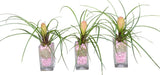 Mini Pink Tillandsia Trio Arrangement - Flowers Box London