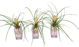 Mini Pink Tillandsia Trio Arrangement - Flowers Box London