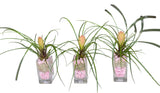 Mini Pink Tillandsia Trio Arrangement - Flowers Box London