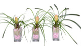 Mini Pink Tillandsia Trio Arrangement - Flowers Box London