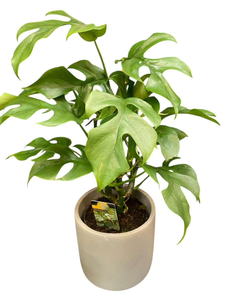 monstera deliciosa buy london Monstera Deliciosa Plant by Flowers Box London | Stylish Indoor Plant