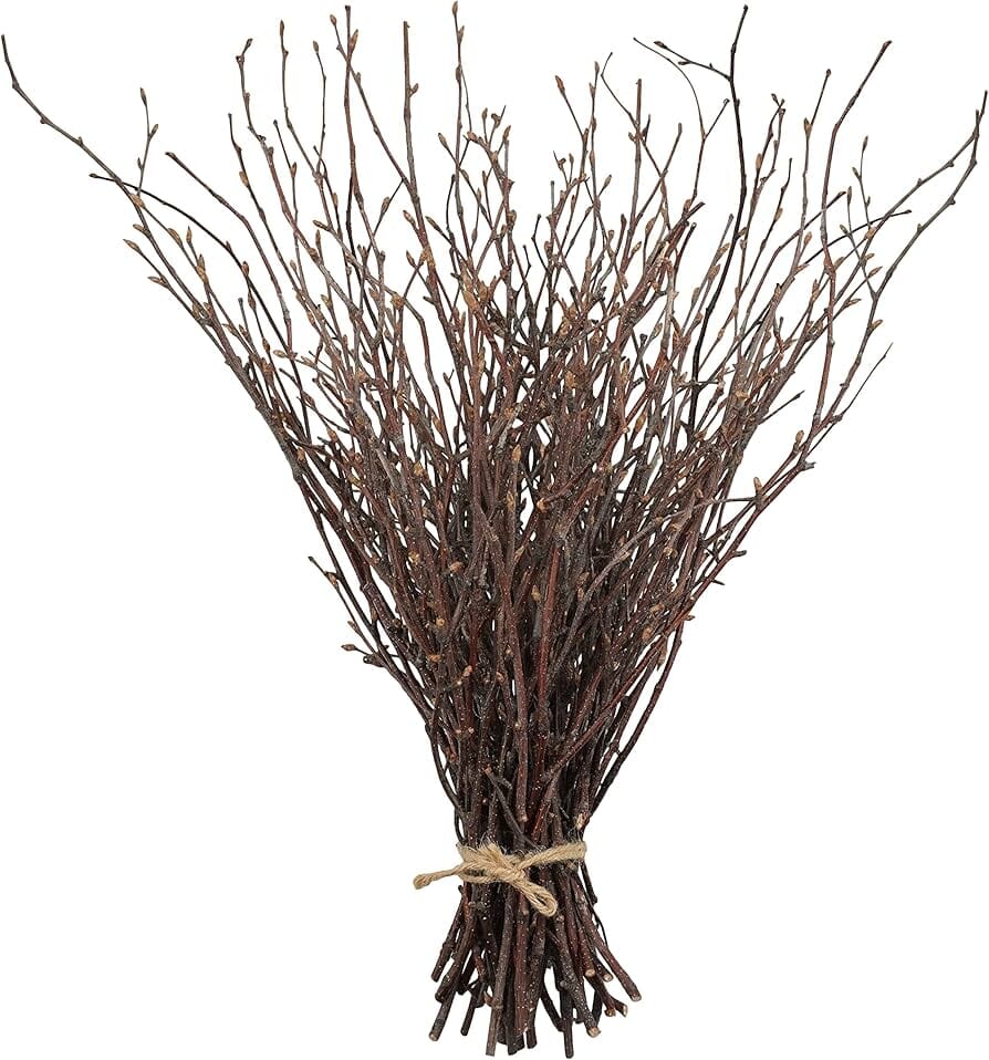 Natural Berk Branches (Betula) | Elegant and Rustic Decor for Any Space