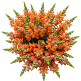 Orange Snapdragons Bouquet - Flowers Box London