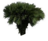 Pinus Strobus Short (H35cm) Branches: Elegant Eastern White Pine for Seasonal Decor - Flowers Box London