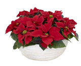 Poinsettia in Luxury Ceramic Pot - Flowers Box London