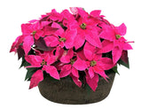 Poinsettia in Luxury Ceramic Pot - Flowers Box London