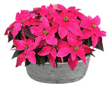 Poinsettia in Luxury Ceramic Pot - Flowers Box London