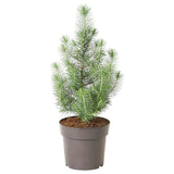 Potted Christmas Tree Pinus Pinea "Silver Crest"
