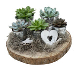 Pretty Assorted Succulent on Wood - Flowers Box London