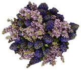 Scented Bouquet of Hyacinth and Purple Lilac